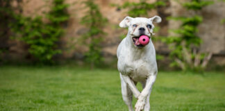 Pet Wellness Is a Smart Investment Sector