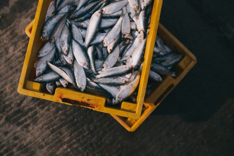 fish 984299 960 720 e1499819601906