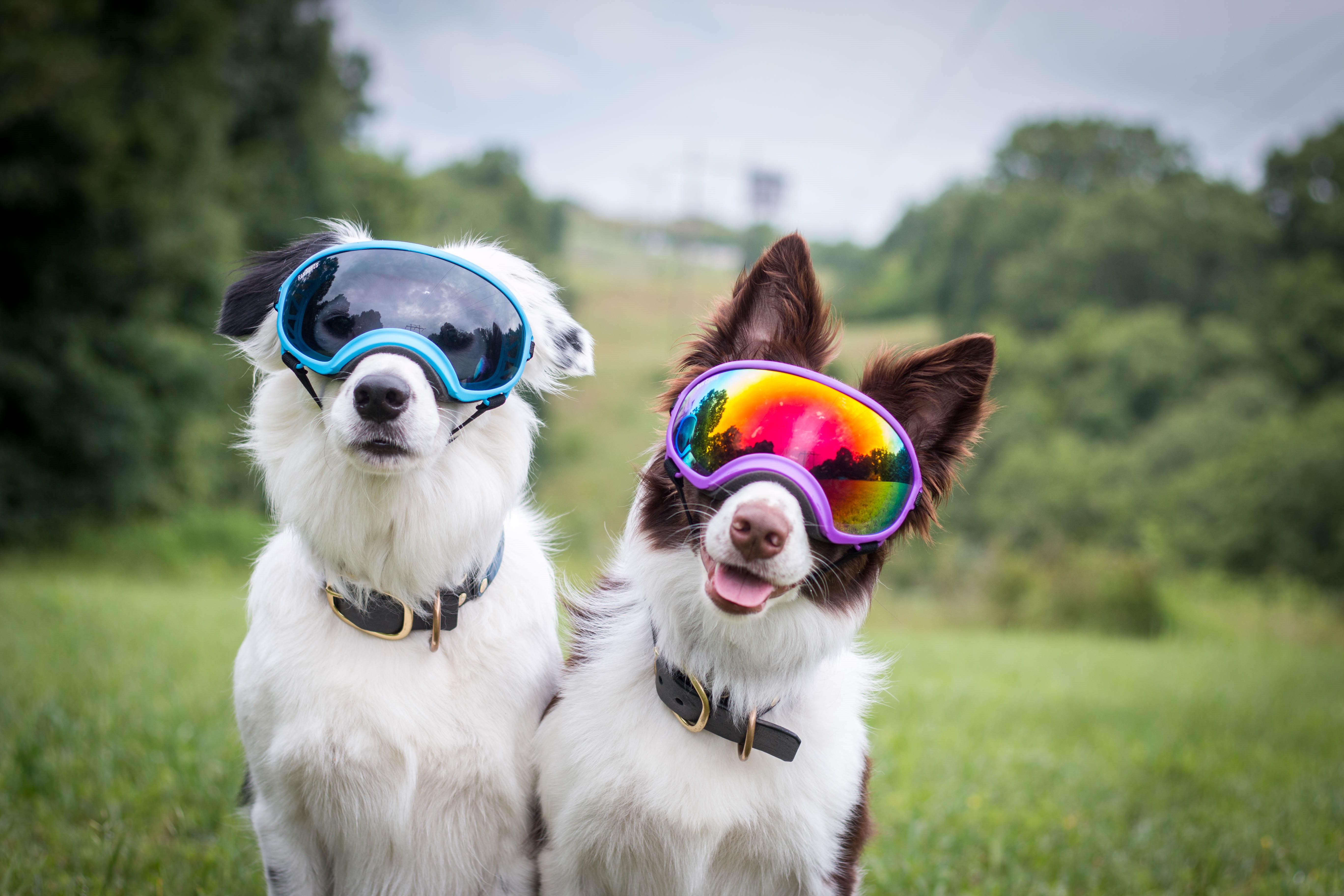 Rex Specs Goggles Designed For The Active Dog Home Based 