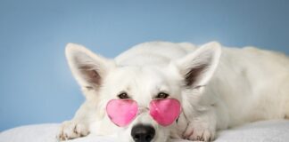 Pet Dog