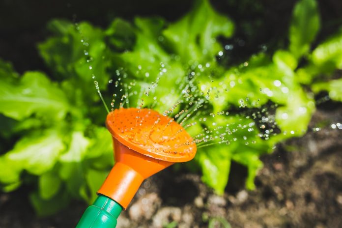 salad water garden plant e1518534837167