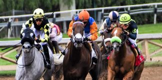 horses racing in stadium