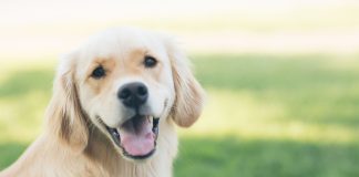 Happy dog on grass