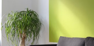 Couch and plant against green and white wall in room