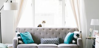 Cat on grey couch in living room