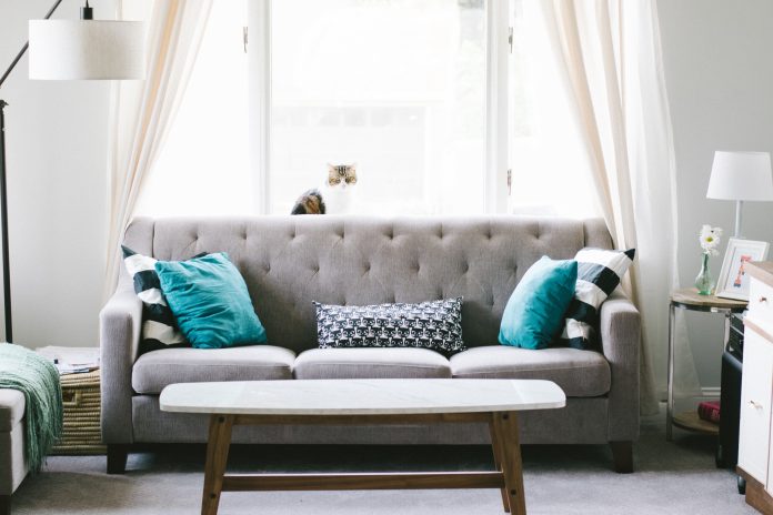 Cat on grey couch in living room