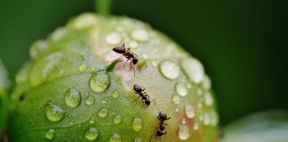 Ants on a peony