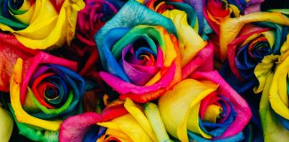 Rainbow roses