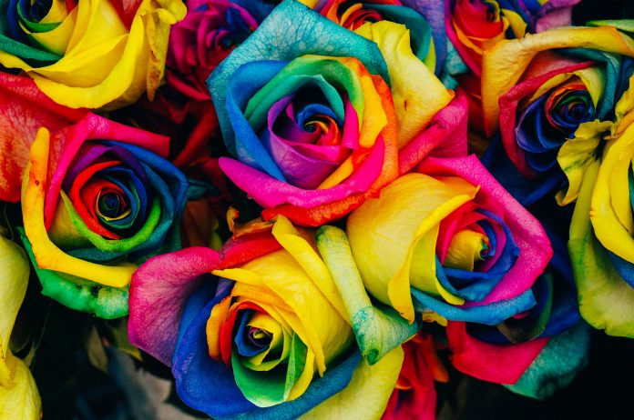 Rainbow roses