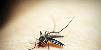 Tips to Prevent the Spread of Home Pests