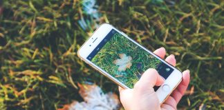 Person taking photo of leaf with smartphone