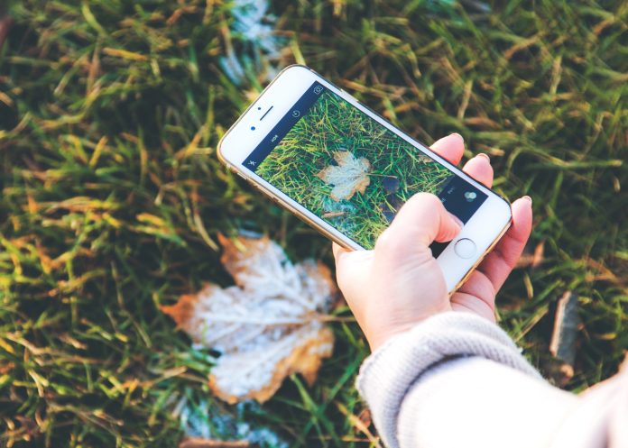 Person taking photo of leaf with smartphone