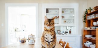 Cat sitting on a table