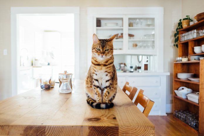 Cat sitting on a table