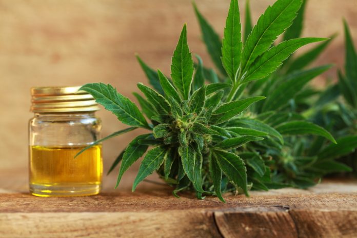 Cannabis oil and hemp