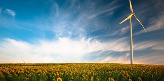 Field of sunflowers