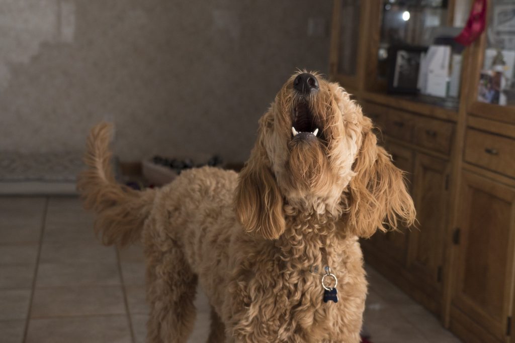 Help, My Dog Keeps Barking! 10 Genius Tips to Quiet Your Barking Dog