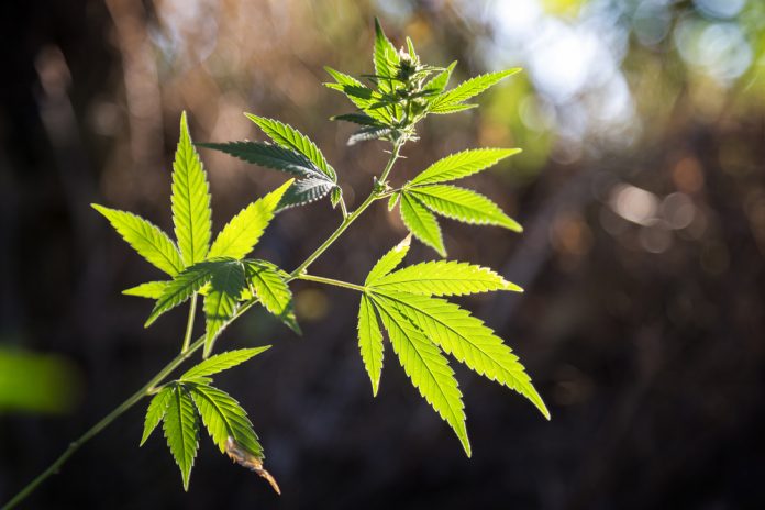 Cannabis plant