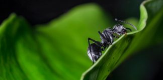 Ant on leaf