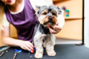 How to Start a Home-Based Dog Grooming Business