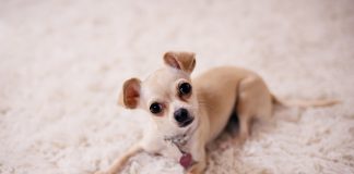 Happy Dog on Carpet