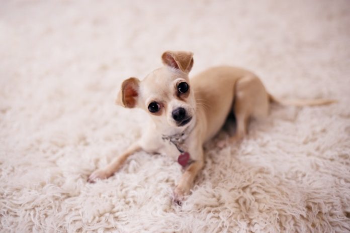 Happy Dog on Carpet