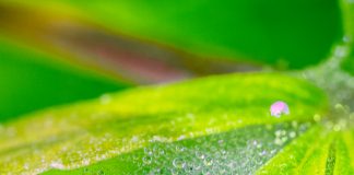 Spider Mites on Leaf