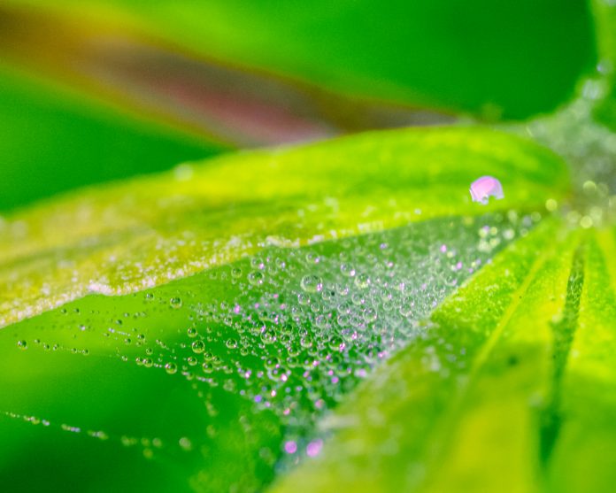 Spider Mites on Leaf