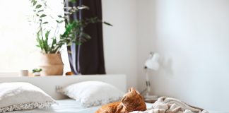 Cat on Bed