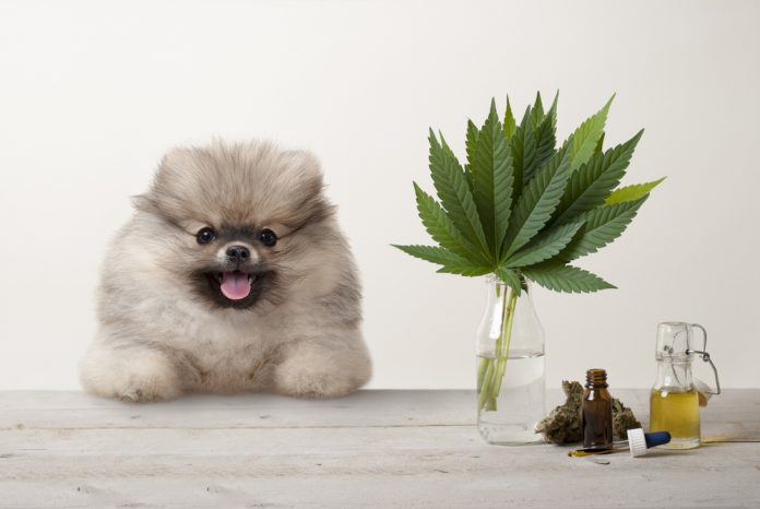 CBD for Dogs Concept
