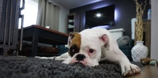 Bulldog lying on rug