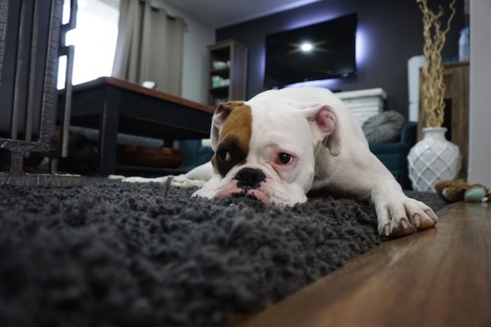 Bulldog lying on rug