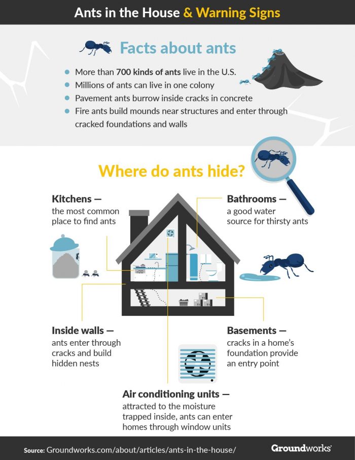 Ants in the House Warning Signs