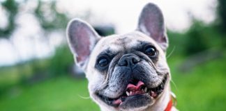 Happy French Bulldog