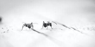 Ants