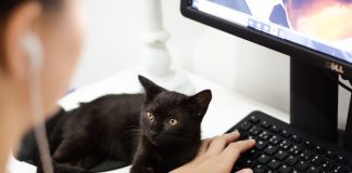 Lady Working with Her Cat