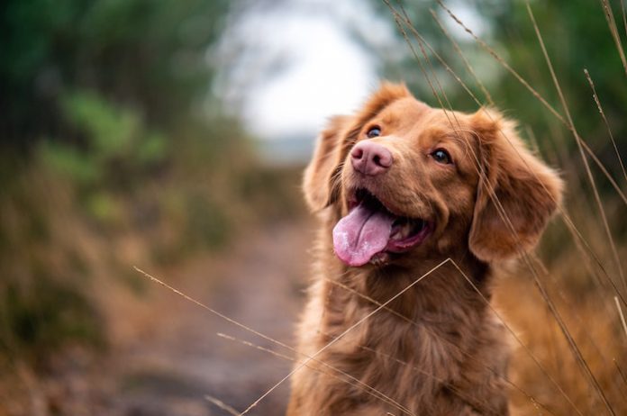 Happy Dog