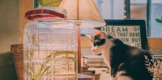 Cat on Desk