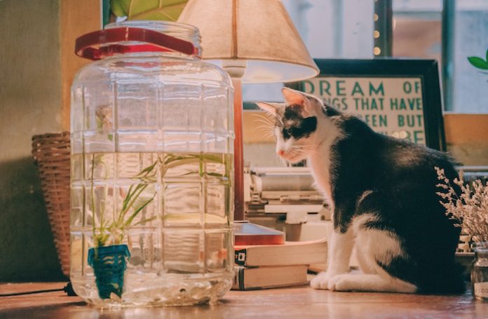 Cat on Desk