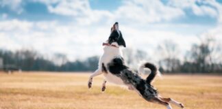 Dog jumping