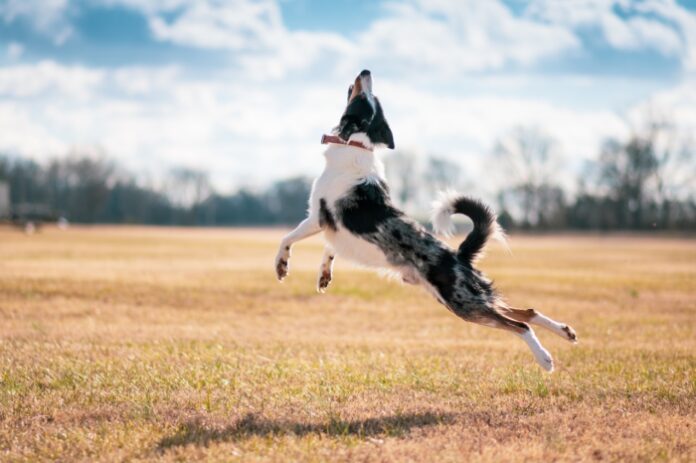 Dog jumping