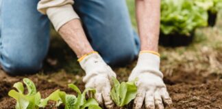 Person farming with organic fertilizers