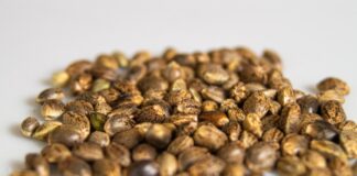 cannabis seeds