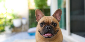 dog in front of sliding glass door