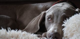 Dog on a rug