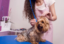 Dog-Grooming