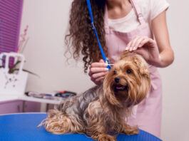 Dog-Grooming