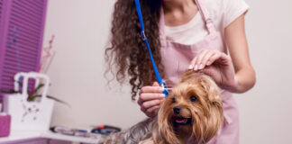 Dog-Grooming