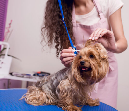 Dog-Grooming