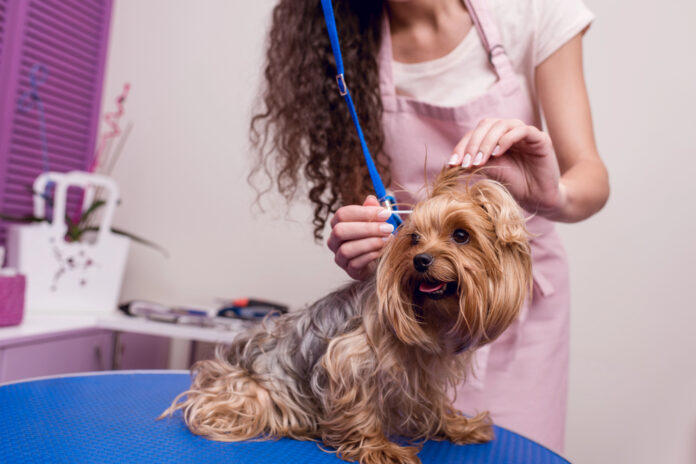 Dog-Grooming